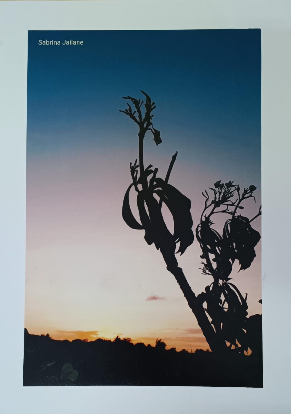 Folhas ao por do sol