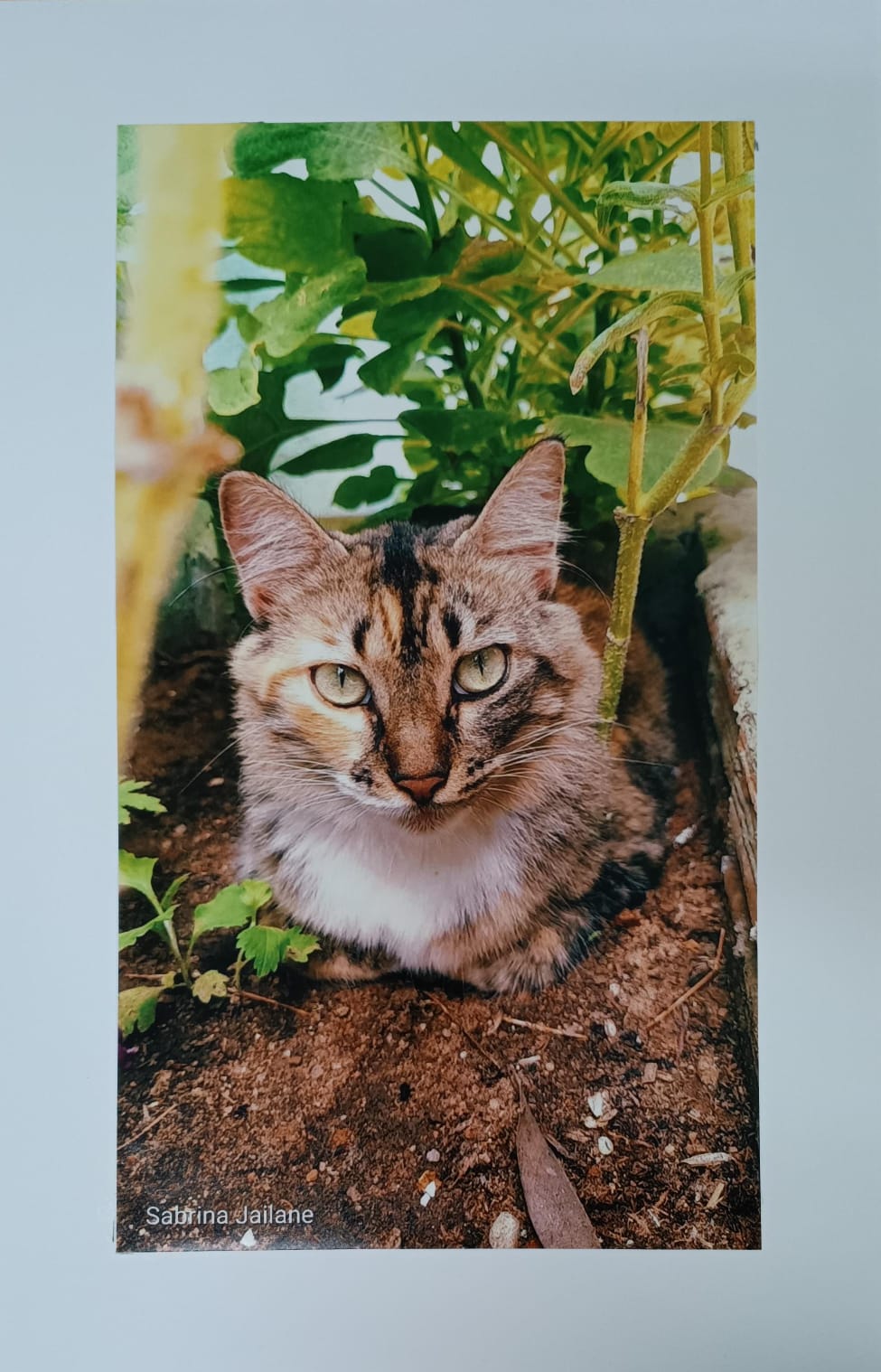 Olhos de Gato