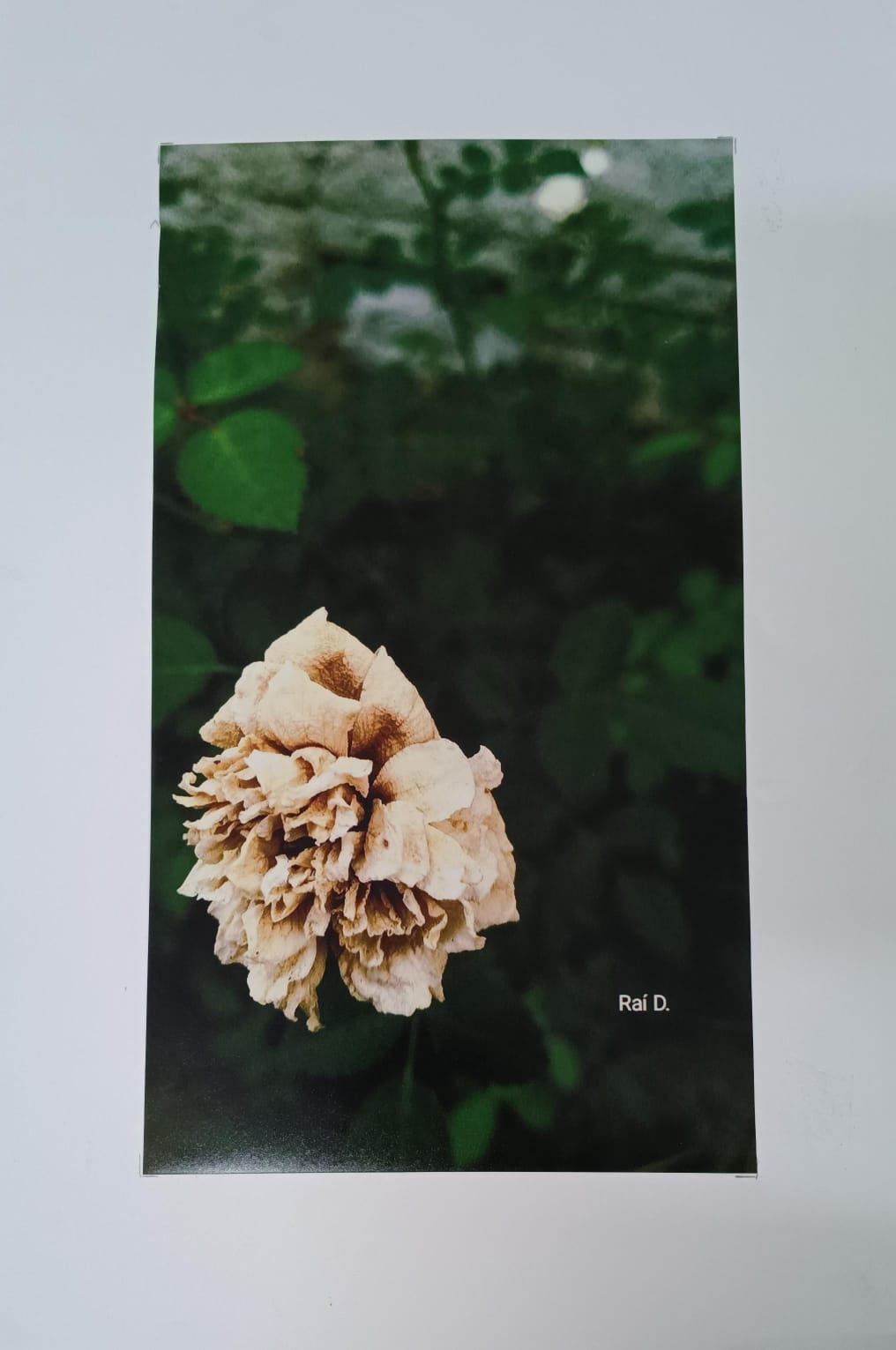 Flor