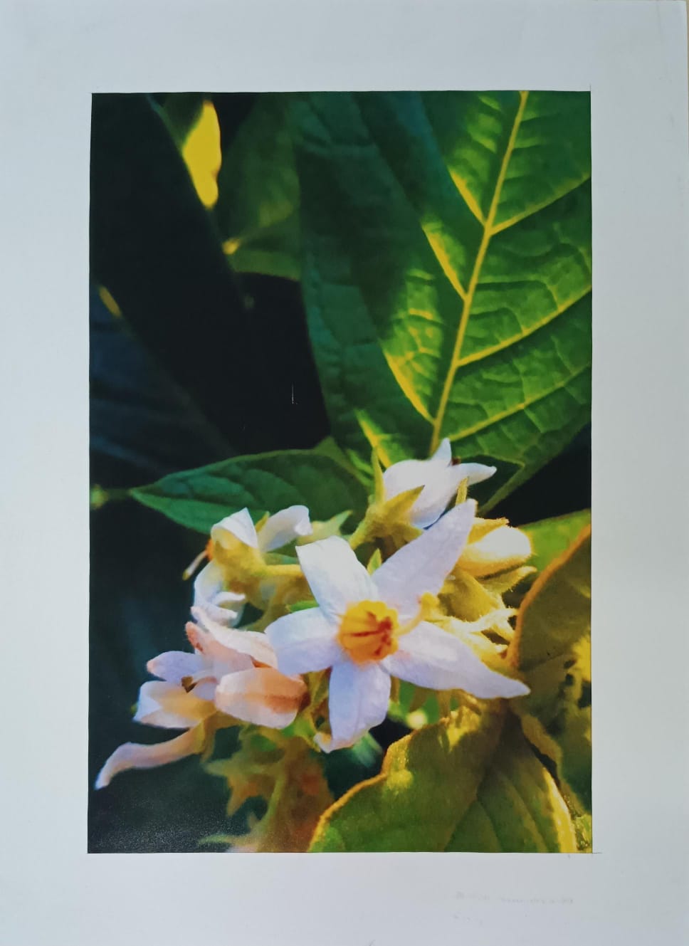 Flor do dia