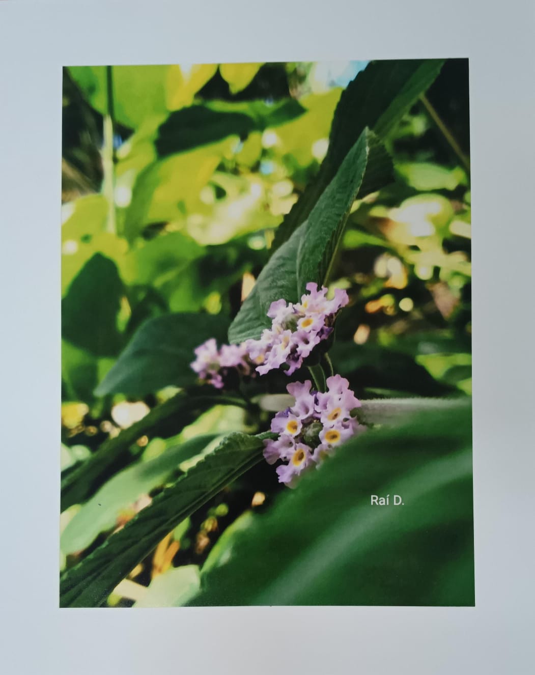 Flor da mata