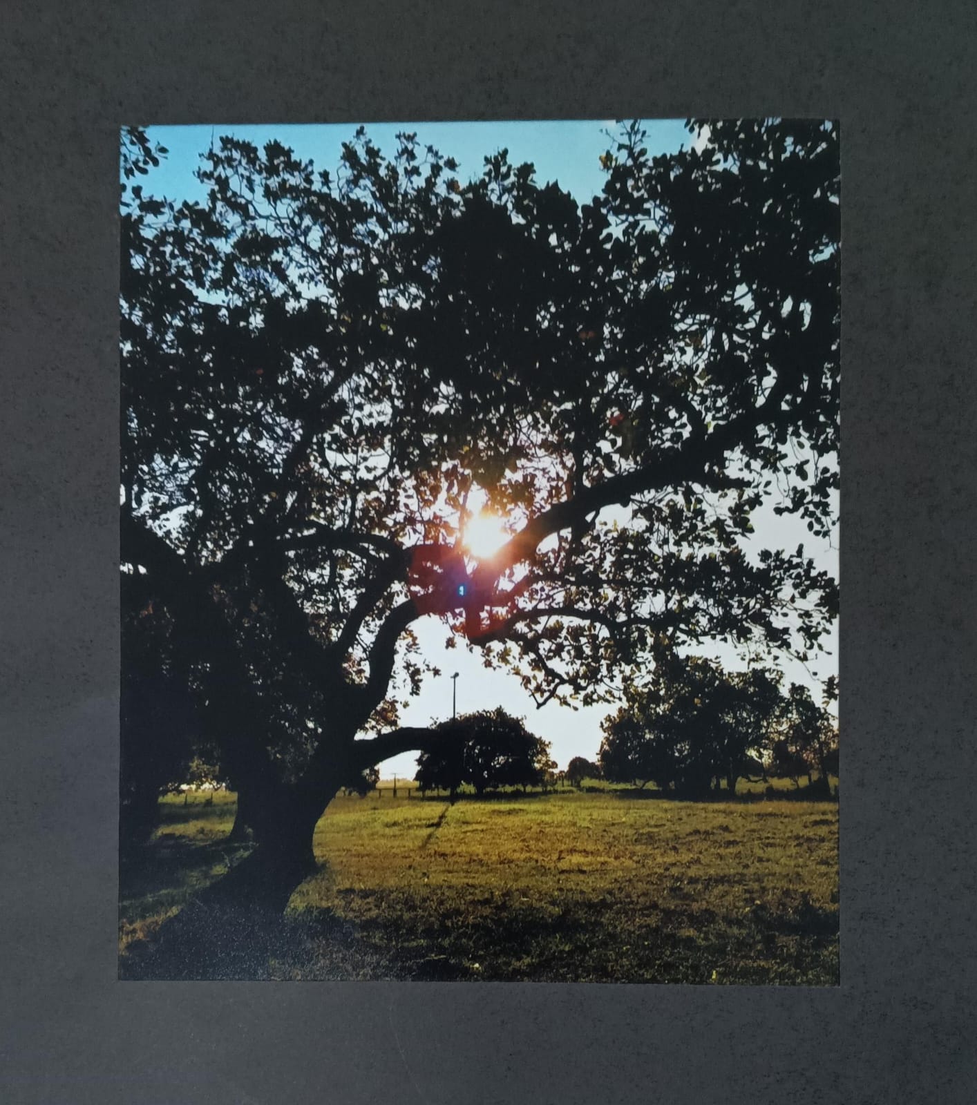 Aos encantos da sombra de um cajueiro